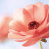 Rose Musk 4