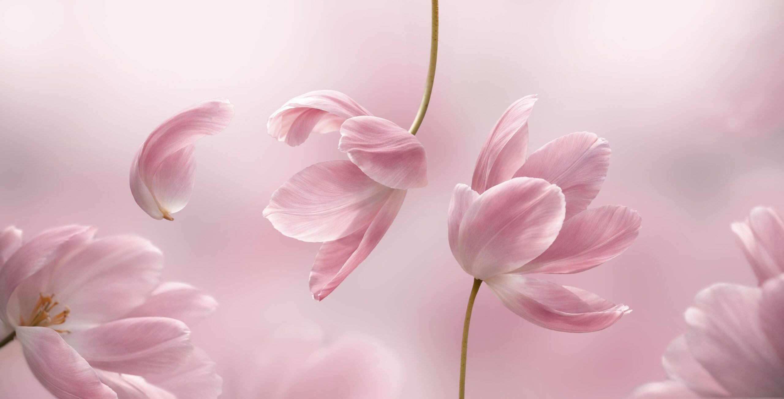 Rose Musk 2